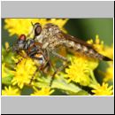 Tolmerus cf cingulatus - Raubfliege w01 12mm  OS-Wallenhorst Tongrube.jpg